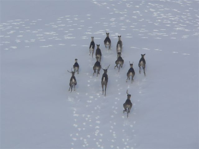 2008 caribou flights feb 26 115.jpg