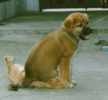 Mechanic Dog shuts up Pilot Cat.jpg