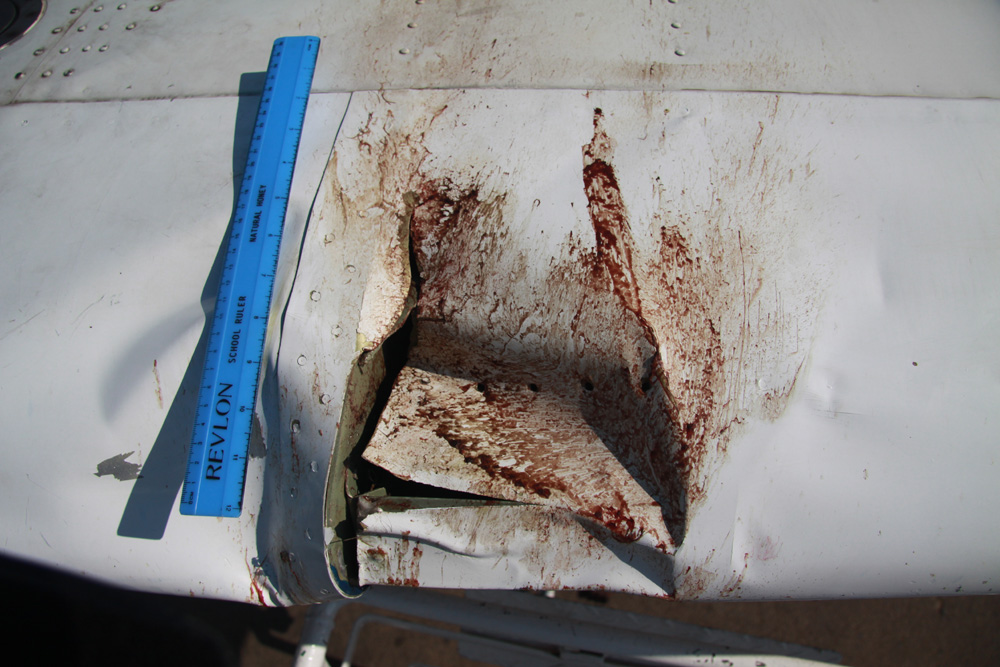 Picture of the wing after a bird strike in the Serengeti which left the ailerons useless and the elevator barely effective